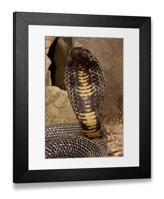 Framed Print : Black Pakistan Cobra, Naja naja karachiensis, Native to Pakistan, Habitat: Exists