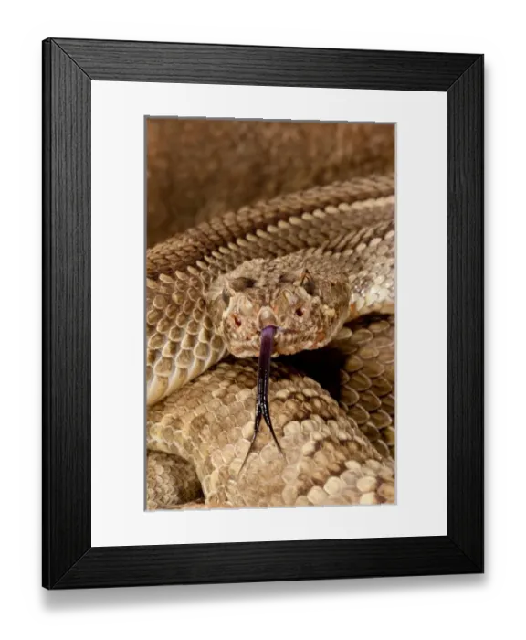 Framed Print : Mojave Rattlesnake Mojave Rattlesnake, Crotalus scutulatus Native to southWestern US