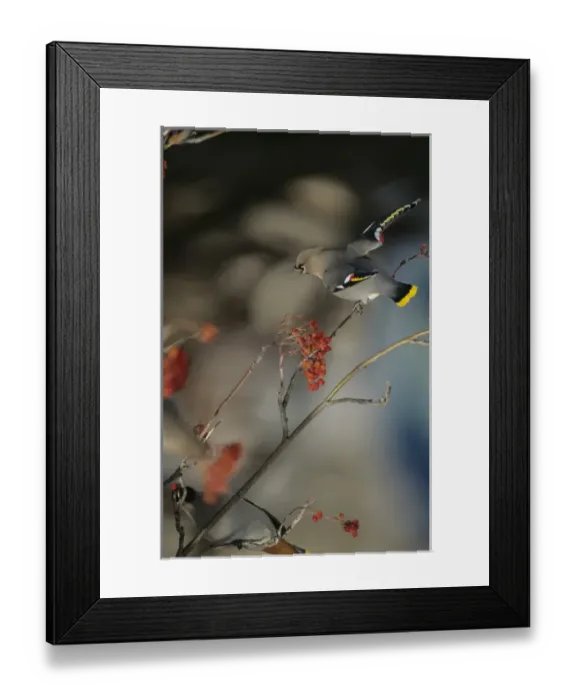 Framed Print : A Bohemian Waxwing (Bombycilla garrulus) perched on a branch while feeding on Mountain