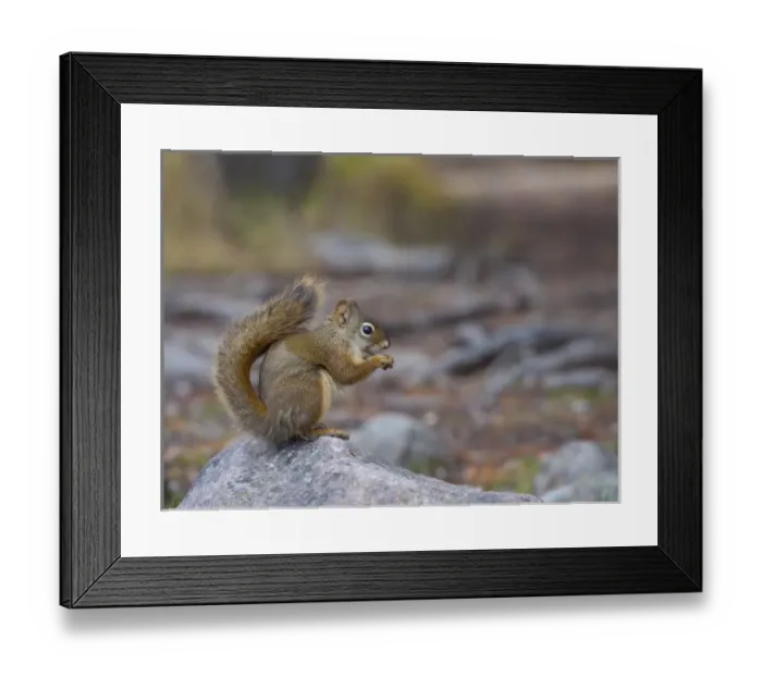 Framed Print : Canada, Alberta. A Douglas Squirrel(Tamiasciurus douglasii) sits on a rock eating Framed Print : Canada, Alberta. A Douglas Squirrel(Tamiasciurus douglasii) sits on a rock eating