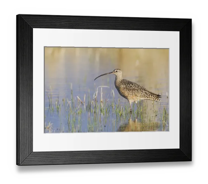 Framed Print : Long-billed Curlew Framed Print : Long-billed Curlew