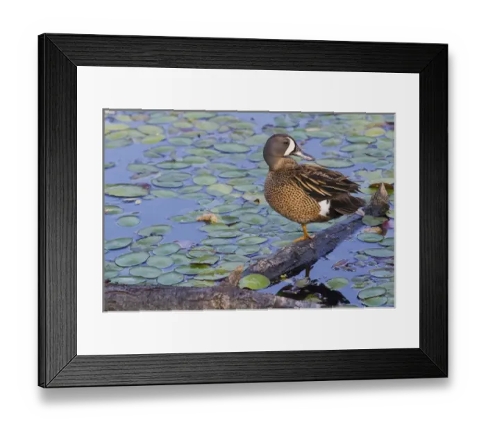 Framed Print : Blue-winged Teal Preening Framed Print : Blue-winged Teal Preening