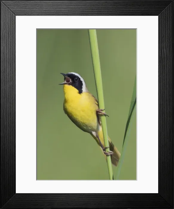 Framed Print : Common Yellowthroat Warbler Singing Framed Print : Common Yellowthroat Warbler Singing
