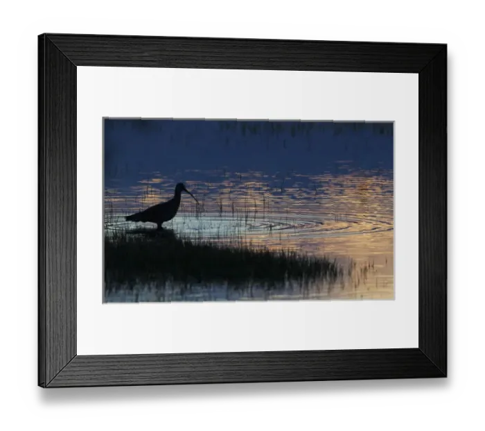 Framed Print : Long-billed Curlew Silhouette Framed Print : Long-billed Curlew Silhouette