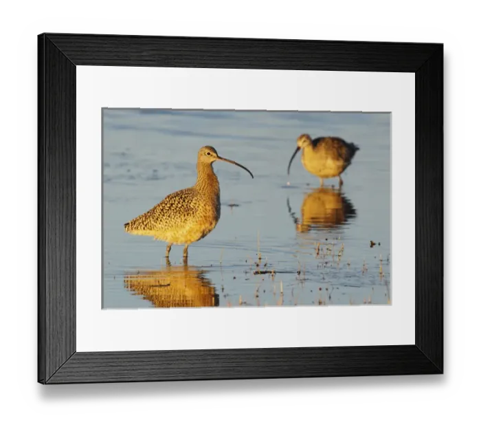 Framed Print : Long-billed Curlew Pair