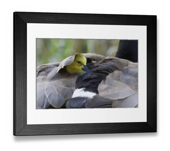 Framed Print : Snuggling Gosling Framed Print : Snuggling Gosling