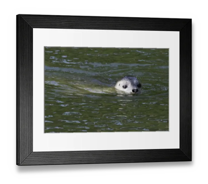 Framed Print : Harbor Seal