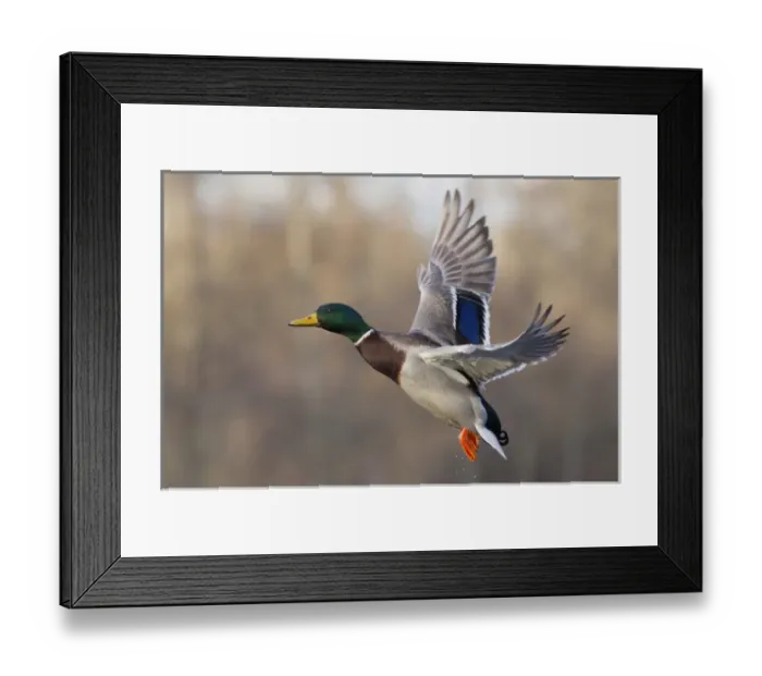 Framed Print : Mallard Drake Taking Flight Framed Print : Mallard Drake Taking Flight