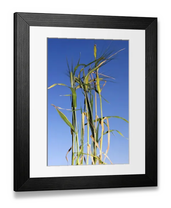 Framed Print : Barley (Hordeum vulgare)