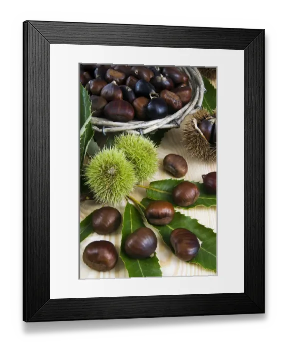 Framed Print : Sweet chestnuts (Castanea sativa)