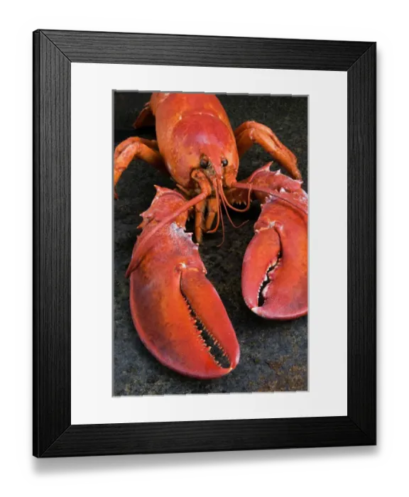 Framed Print : Lobster (Homarus americanus) Framed Print : Lobster (Homarus americanus)