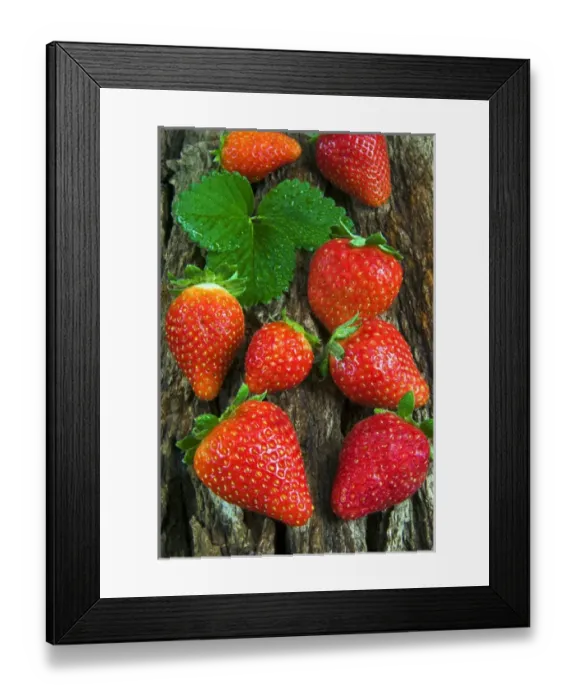 Framed Print : Strawberries (Fragaria vesca) on a tree bark, garden strawberry Framed Print : Strawberries (Fragaria vesca) on a tree bark, garden strawberry