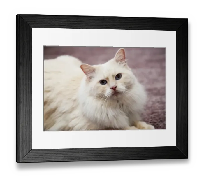 Framed Print : Purebred Rag Doll Cat, Flame Point Framed Print : Purebred Rag Doll Cat, Flame Point