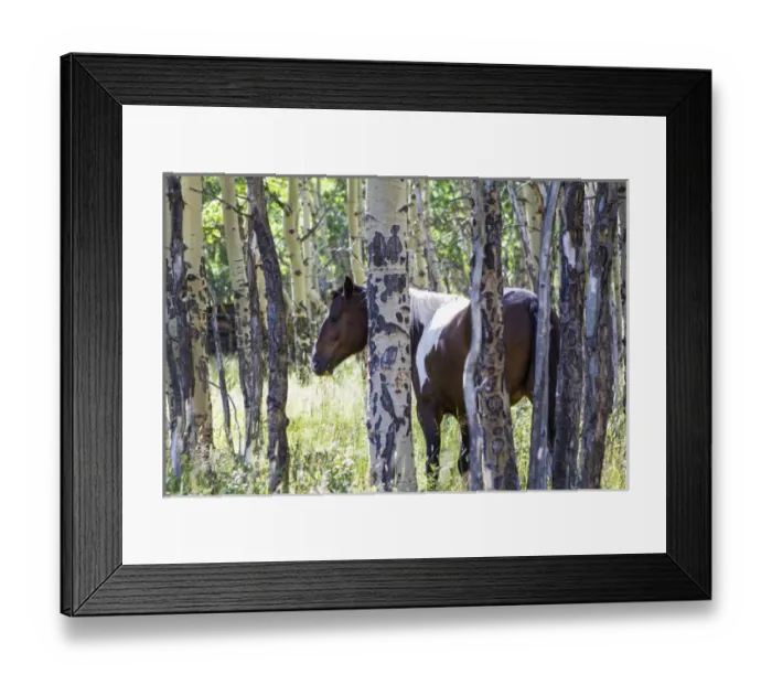 Framed Print : Pinto or paint horses in aspen trees Framed Print : Pinto or paint horses in aspen trees