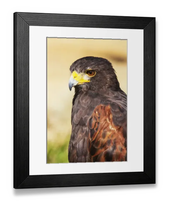 Framed Print : Harris Hawk, Parabuteo unicinctus Framed Print : Harris Hawk, Parabuteo unicinctus