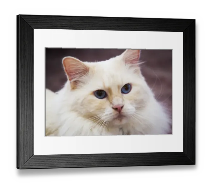 Framed Print : Purebred Rag Doll Cat, Flame Point Framed Print : Purebred Rag Doll Cat, Flame Point