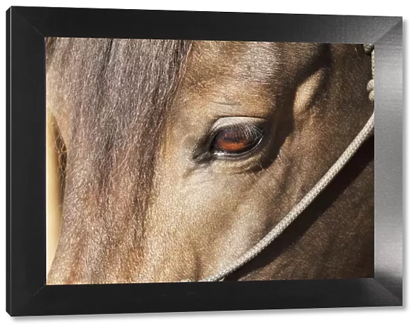 Morgan Horse closeup eye and head stall