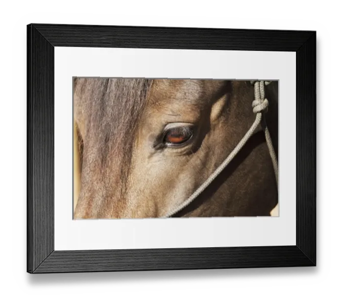 Framed Print : Morgan Horse closeup eye and head stall Framed Print : Morgan Horse closeup eye and head stall