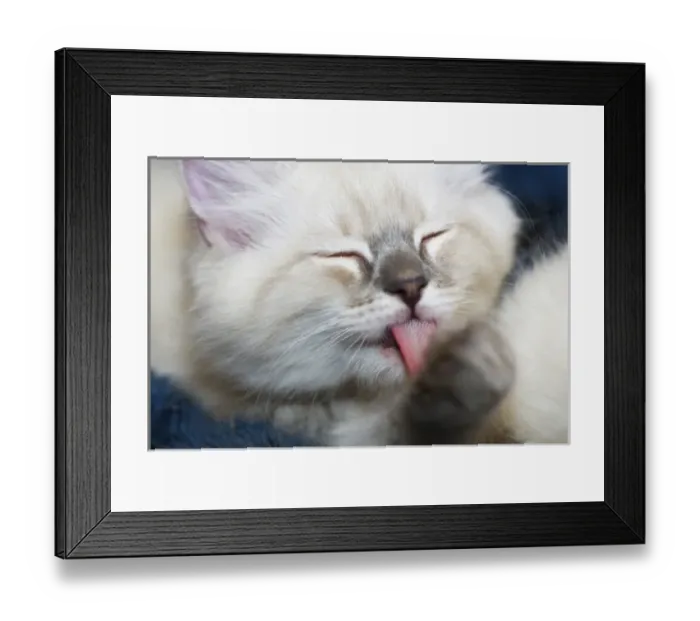 Framed Print : Purebred Rag Doll Cat, Blue point Licking paw Framed Print : Purebred Rag Doll Cat, Blue point Licking paw