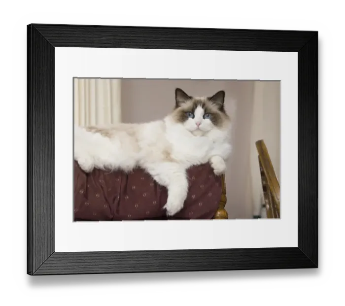 Framed Print : Purebred Rag Doll Cat lounging Framed Print : Purebred Rag Doll Cat lounging