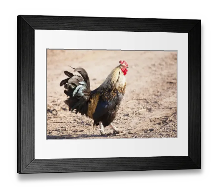 Framed Print : Ameraucana Chickens, rooster Framed Print : Ameraucana Chickens, rooster