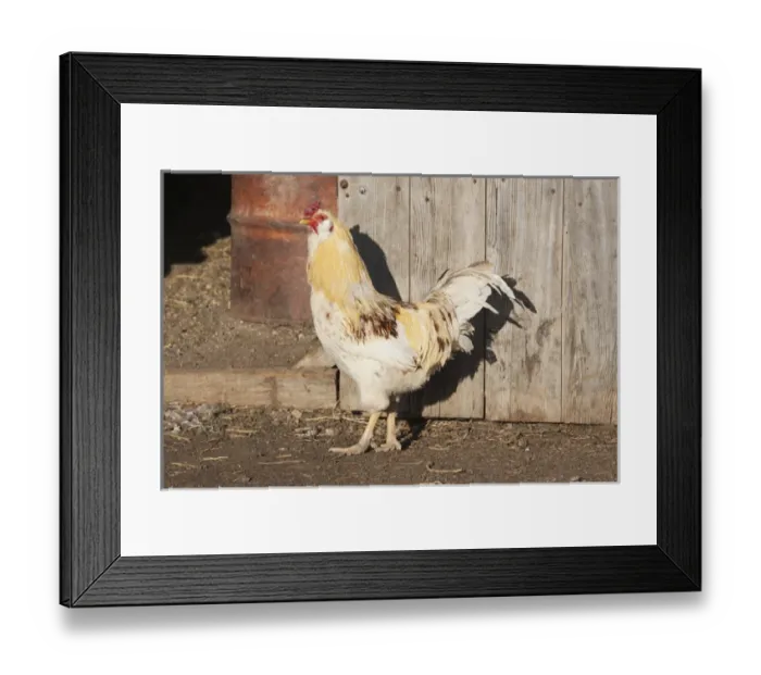 Framed Print : Mixed breed rooster in front of barn Framed Print : Mixed breed rooster in front of barn