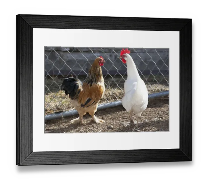 Framed Print : Rooster Brahma bantum, white leghorn hen