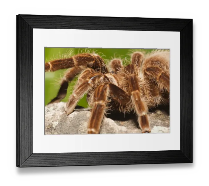 Framed Print : Tarantula on rocks Framed Print : Tarantula on rocks