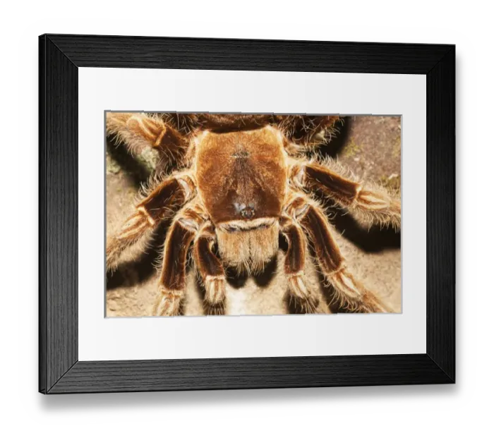Framed Print : Tarantula on rocks