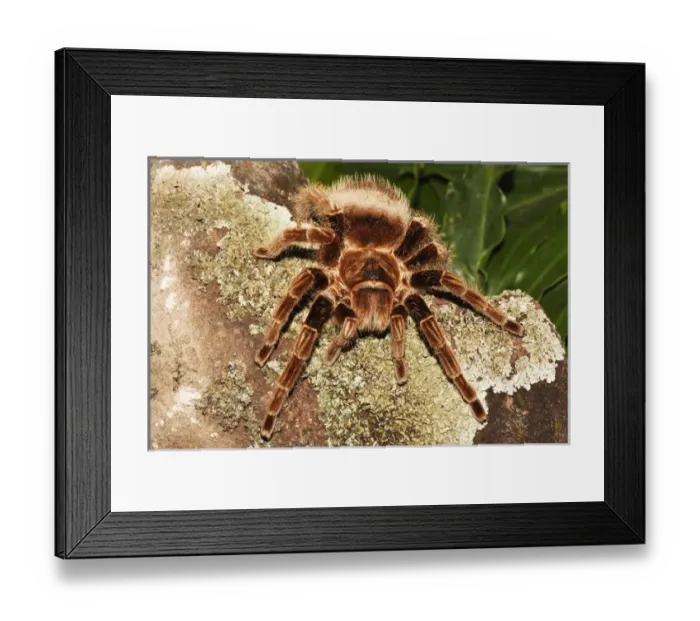 Framed Print : Tarantula on rocks