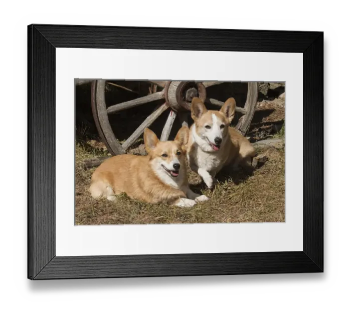 Framed Print : Purebred Welsh Corgi_Cardigan, Pembroke next to wagon wheel
