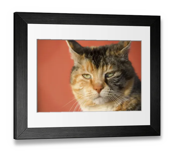 Framed Print : Tortis shell cat in front of red barn Framed Print : Tortis shell cat in front of red barn