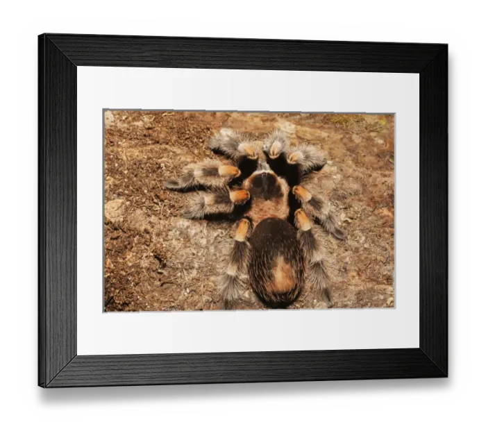 Framed Print : Mexican Redknee Taratula on rocks Framed Print : Mexican Redknee Taratula on rocks
