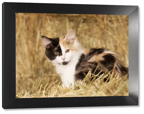 Longhair calico kitten in golden grass