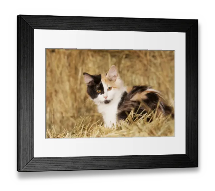 Framed Print : Longhair calico kitten in golden grass Framed Print : Longhair calico kitten in golden grass