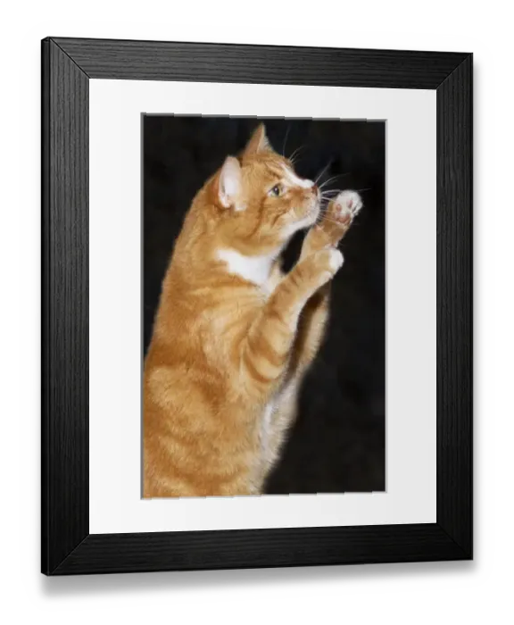 Framed Print : Domestic shorthair cat up on hind legs reaching