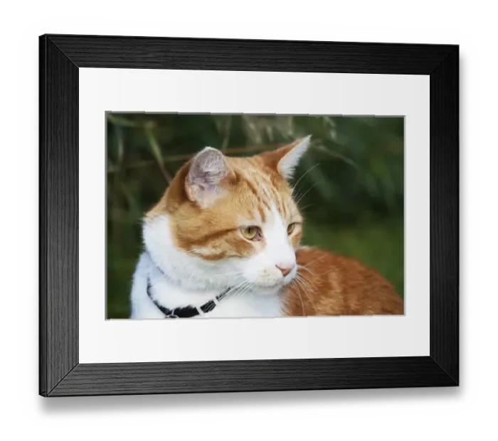 Framed Print : Domestic shorthair cat marmalade in garden