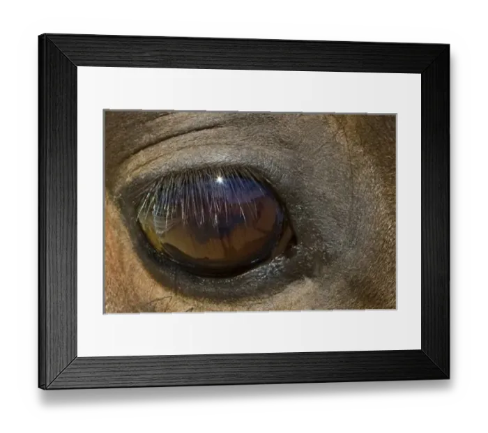 Framed Print : Morgan Horse Eye, star burst in eye Framed Print : Morgan Horse Eye, star burst in eye