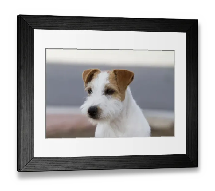Framed Print : Head and shoulders parson russell terrier Framed Print : Head and shoulders parson russell terrier