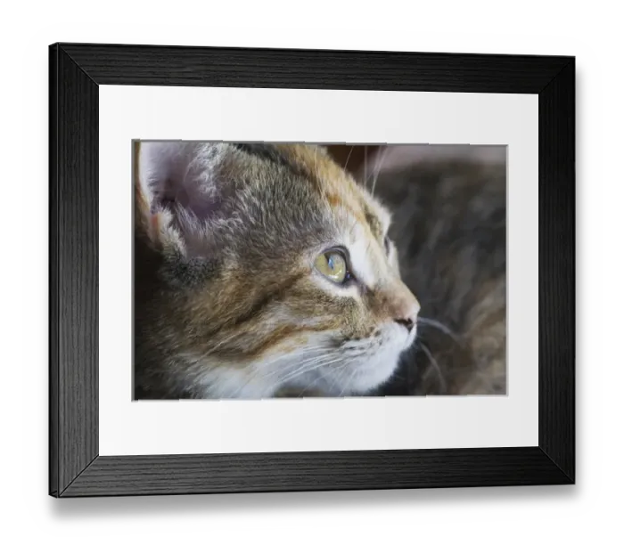 Framed Print : Domestic shorthair tortis shell kitten, close-up, face Framed Print : Domestic shorthair tortis shell kitten, close-up, face