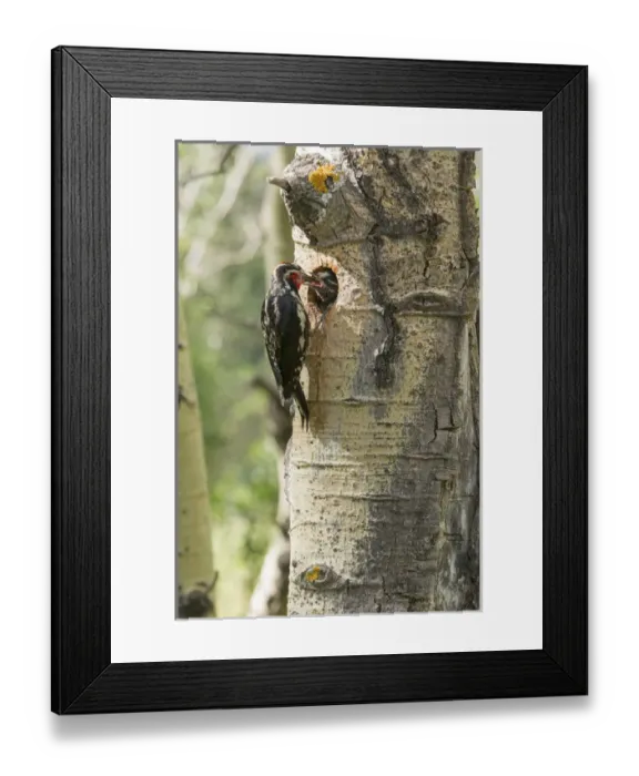 Framed Print : Red-naped sapsucker feeding young in Aspen tree hole Framed Print : Red-naped sapsucker feeding young in Aspen tree hole