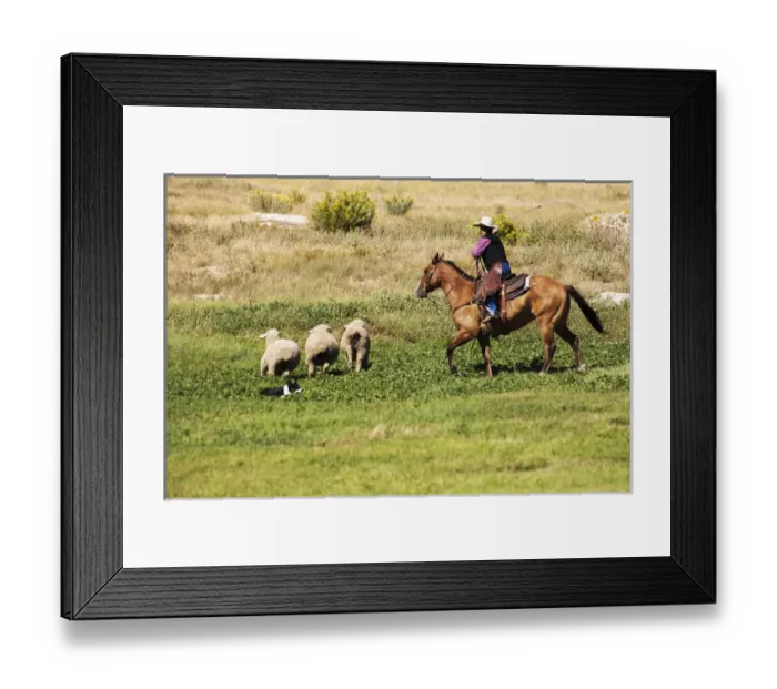 Framed Print : Cowboy on horse and Border Collie, lassoiing, sheep Framed Print : Cowboy on horse and Border Collie, lassoiing, sheep
