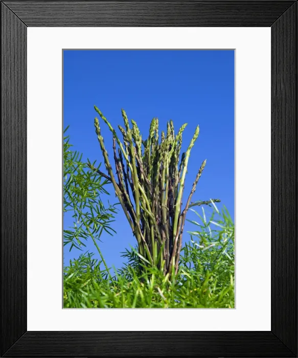 Framed Print : Wild Asparagus (Asparagus acutifolius) Framed Print : Wild Asparagus (Asparagus acutifolius)