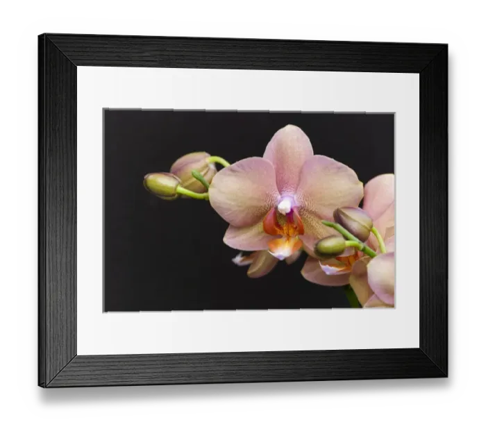 Framed Print : Salmon orchid blooms Framed Print : Salmon orchid blooms