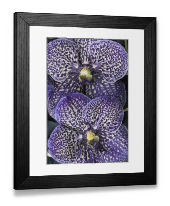 Framed Print : Purple speckled orchids Framed Print : Purple speckled orchids