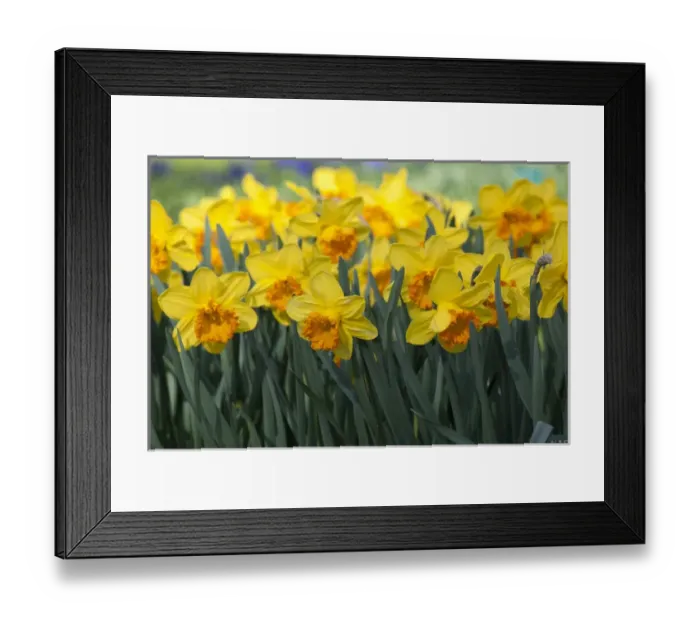 Framed Print : Daffodil blooms Framed Print : Daffodil blooms
