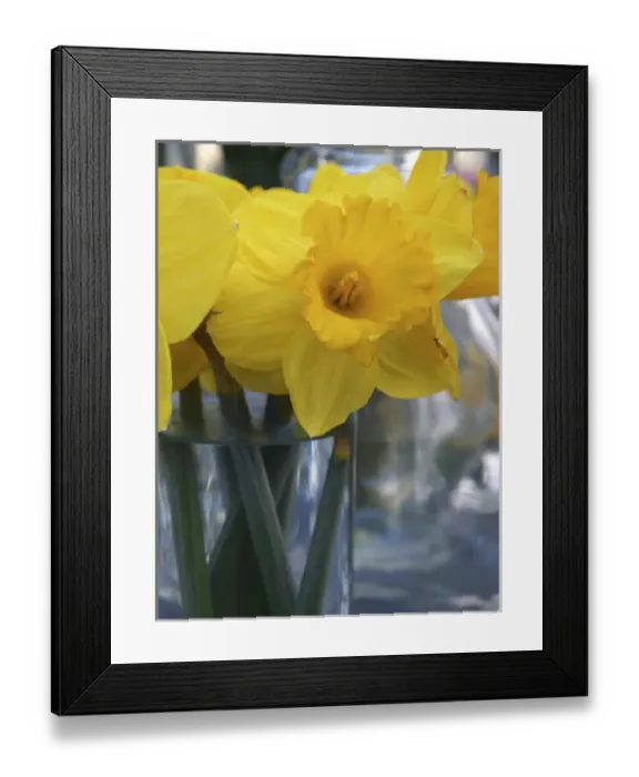 Framed Print : Daffodil blooms Framed Print : Daffodil blooms