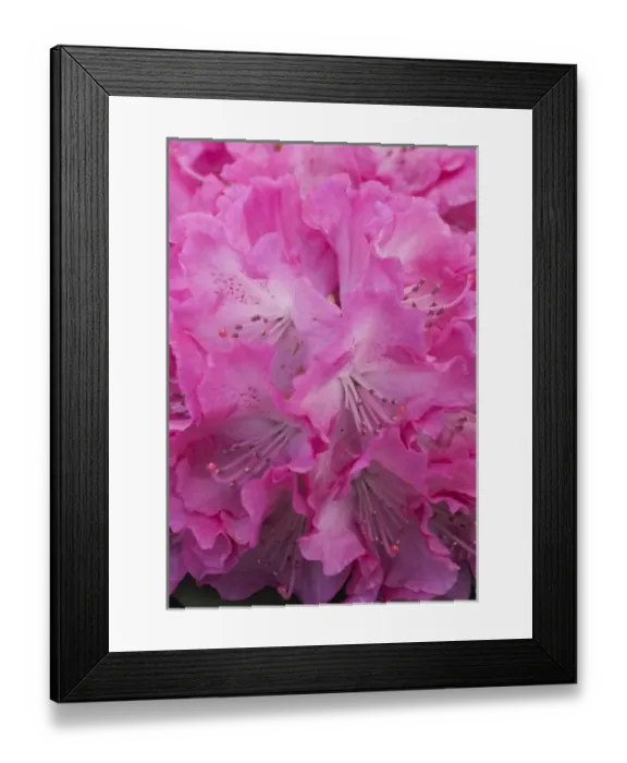 Framed Print : Rhododendron bloom closeup Framed Print : Rhododendron bloom closeup
