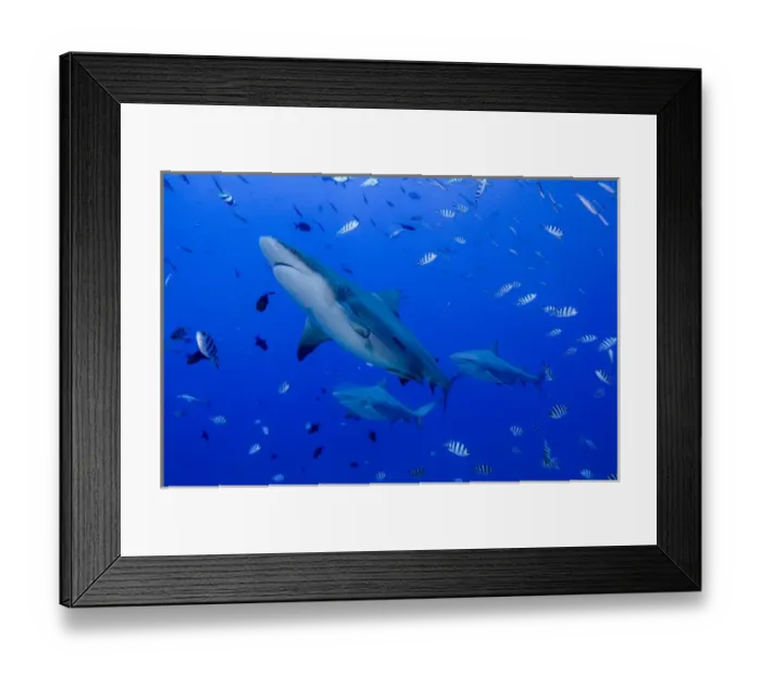 Framed Print : Fiji. Close-up of bull sharks. Credit as: Jones & Shimlock / Jaynes Gallery / DanitaDelimont Framed Print : Fiji. Close-up of bull sharks. Credit as: Jones & Shimlock / Jaynes Gallery / DanitaDelimont