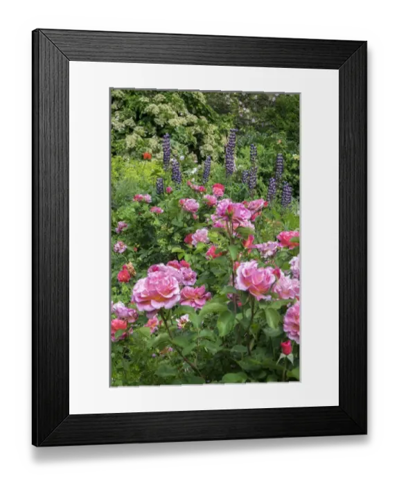 Framed Print : Flower garden, USA Framed Print : Flower garden, USA